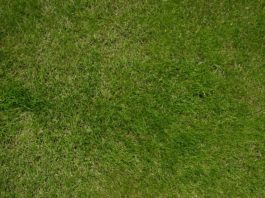 La semina 1122 0 La semina